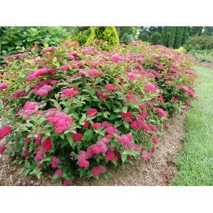 Tavoľník japonský (Spiraea japonica) ´DART´S RED´ - výška 30-50 cm,  kont. C3L